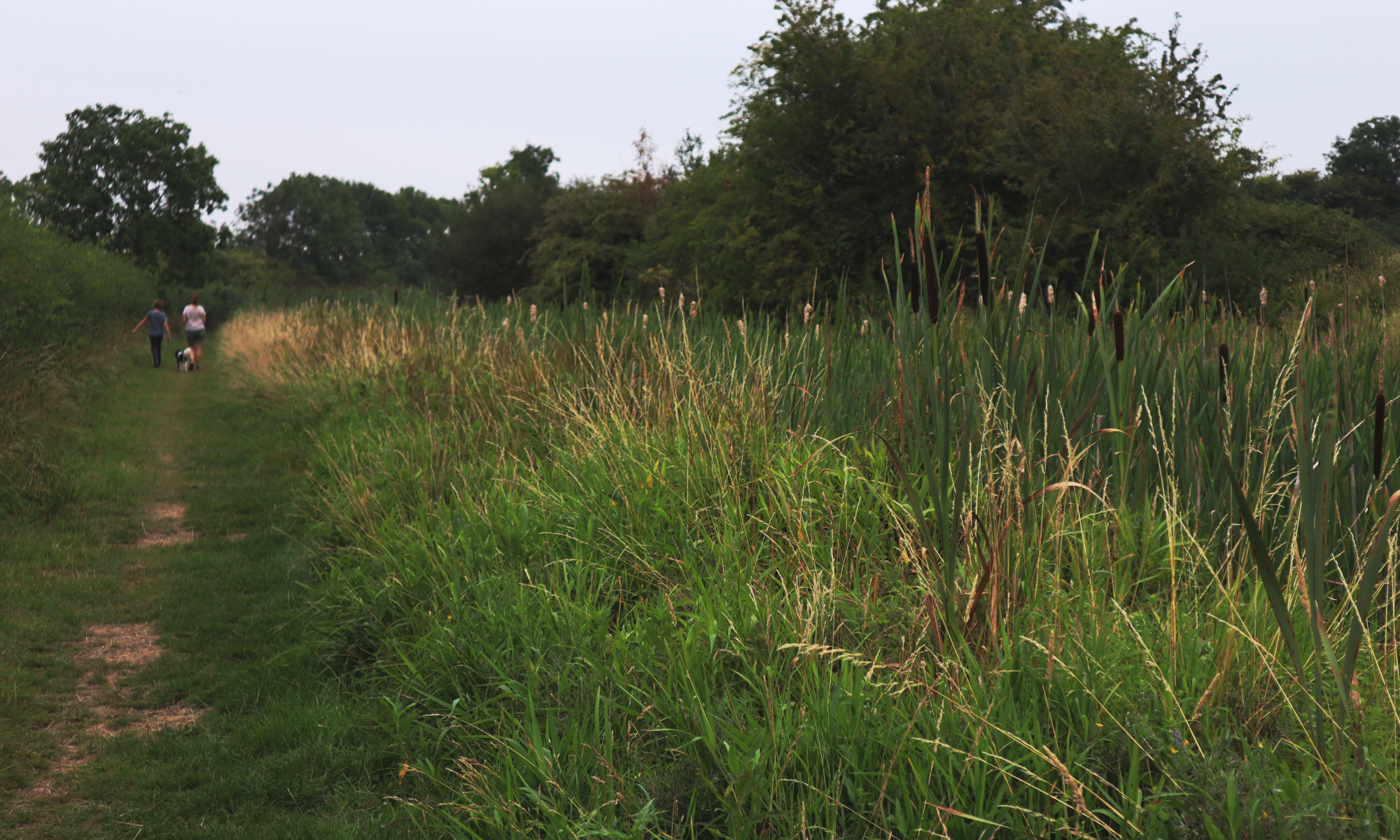 Shows the canal full of bullrushes and two people walking with their dog